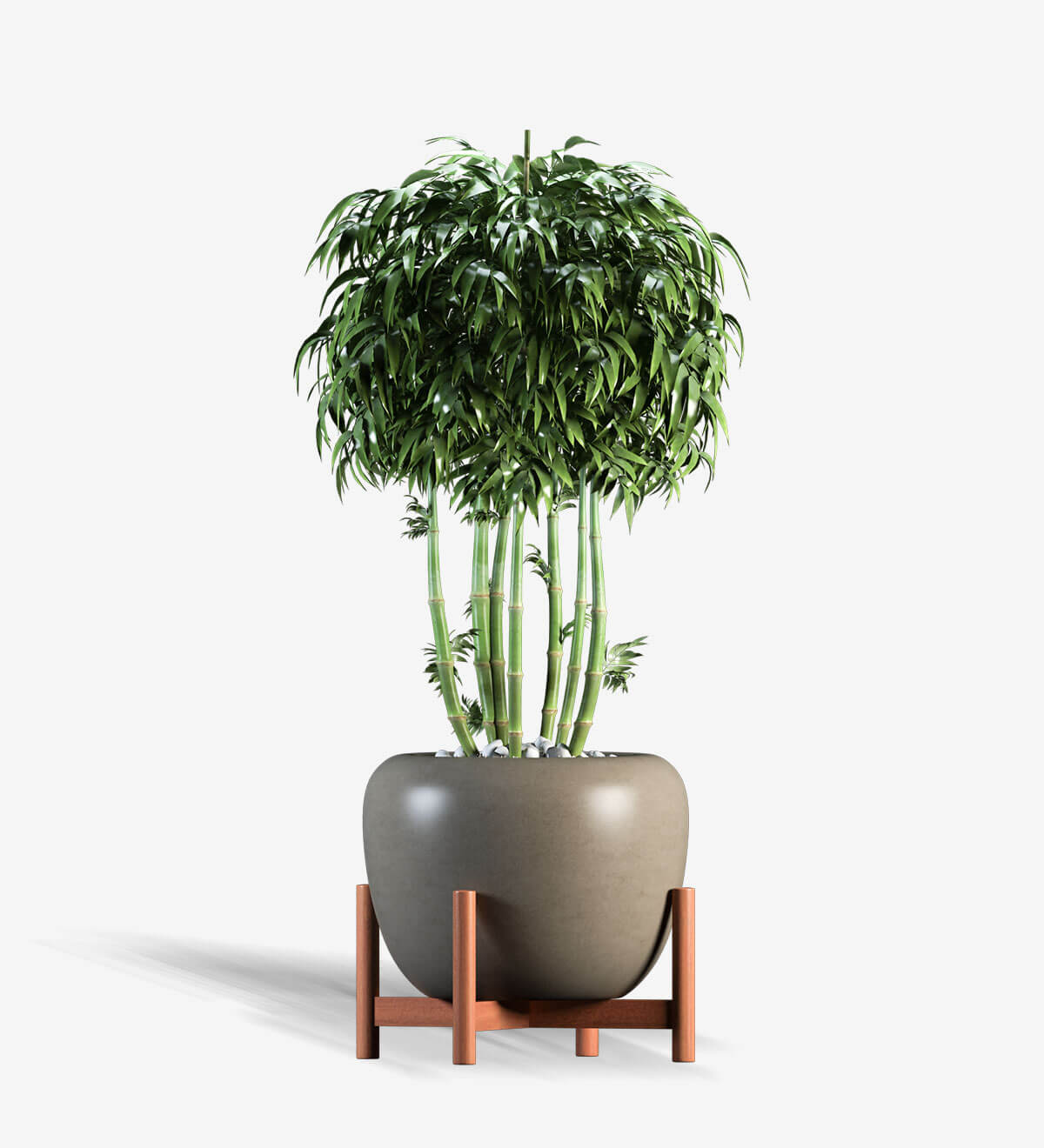 Lucky Bamboo Stand Vase Stedy